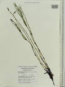 Equisetum palustre L., Eastern Europe, Northern region (E1) (Russia)