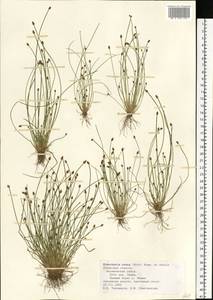 Eleocharis ovata (Roth) Roem. & Schult., Eastern Europe, Central region (E4) (Russia)