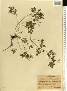 Geranium robertianum L., Eastern Europe, West Ukrainian region (E13) (Ukraine)