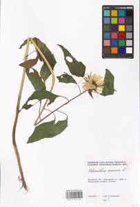 Helianthus annuus L., Eastern Europe, Moscow region (E4a) (Russia)