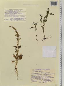 Oxybasis rubra (L.) S. Fuentes, Uotila & Borsch, Siberia, Western Siberia (S1) (Russia)