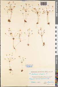 Androsace elongata L., Eastern Europe, North Ukrainian region (E11) (Ukraine)