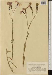 Dianthus superbus subsp. alpestris Celak., Western Europe (EUR) (Slovakia)