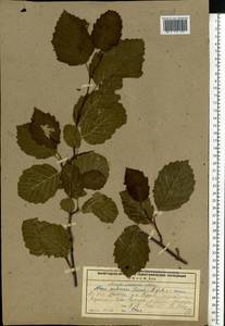 Alnus pubescens Tausch, Eastern Europe, Northern region (E1) (Russia)