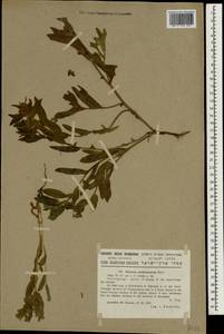 Nonea melanocarpa Boiss., South Asia, South Asia (Asia outside ex-Soviet states and Mongolia) (ASIA) (Israel)