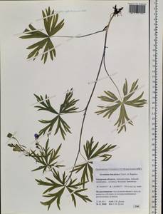 Aconitum ambiguum subsp. baicalense (Turcz. ex Rapaics) Vorosch., Siberia, Russian Far East (S6) (Russia)