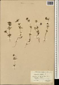 Asperula arvensis L., Caucasus, Armenia (K5) (Armenia)