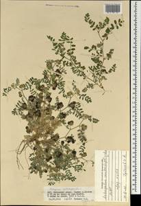 Astragalus contortuplicatus L., Mongolia (MONG) (Mongolia)