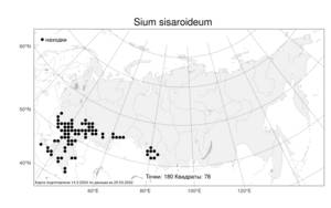 Sium sisarum L., Atlas of the Russian Flora (FLORUS) (Russia)