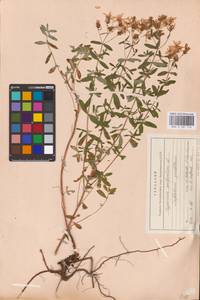 Hypericum perforatum L., Eastern Europe, Middle Volga region (E8) (Russia)