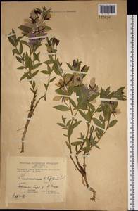 Chamaenerion latifolium (L.) Sweet, Siberia, Chukotka & Kamchatka (S7) (Russia)
