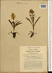 Dactylorhiza romana subsp. georgica (Klinge) Soó ex Renz & Taubenheim, Caucasus, Georgia (K4) (Georgia)