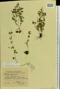 Medicago lupulina L., Eastern Europe, Belarus (E3a) (Belarus)