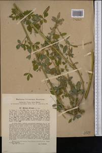 Melilotus officinalis (L.)Pall., Middle Asia, Syr-Darian deserts & Kyzylkum (M7) (Uzbekistan)
