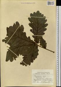 Quercus dentata Thunb., Siberia, Russian Far East (S6) (Russia)