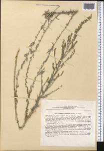Artemisia ferganensis Krasch. ex Poljakov, Middle Asia, Western Tian Shan & Karatau (M3) (Kyrgyzstan)