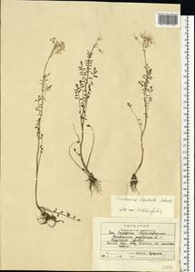 Cardamine pratensis subsp. dentata (Schult.) Čelak., Eastern Europe, Central region (E4) (Russia)
