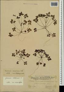 Geranium purpureum Vill., Crimea (KRYM) (Russia)
