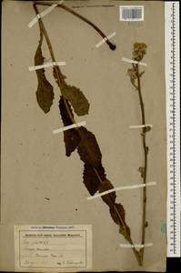 Crepis pannonica (Jacq.) K. Koch, Caucasus, Stavropol Krai, Karachay-Cherkessia & Kabardino-Balkaria (K1b) (Russia)
