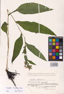 Symphytum tanaicense Steven, Eastern Europe, Lower Volga region (E9) (Russia)