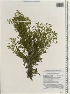 Parthenium hysterophorus L., South Asia, South Asia (Asia outside ex-Soviet states and Mongolia) (ASIA) (Israel)