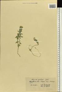 Alyssum gmelinii Jord. & Fourr., Eastern Europe, Moscow region (E4a) (Russia)