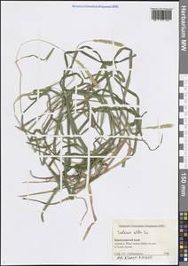 Sesleria alba Sm., Caucasus, Black Sea Shore (from Novorossiysk to Adler) (K3) (Russia)