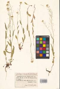 Pseudoarabidopsis toxophylla (M.Bieb.) Al-Shehbaz, O'Kane & R.A.Price, Eastern Europe, Eastern region (E10) (Russia)