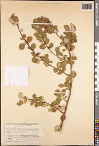 Cotoneaster, Middle Asia, Western Tian Shan & Karatau (M3) (Uzbekistan)