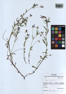 Viola tricolor L., Siberia, Altai & Sayany Mountains (S2) (Russia)