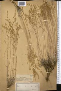 Artemisia terrae-albae (Krasch.) Krasch., Middle Asia, Muyunkumy, Balkhash & Betpak-Dala (M9) (Kazakhstan)