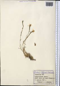 Silene, Middle Asia, Pamir & Pamiro-Alai (M2) (Tajikistan)