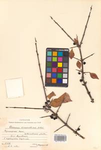 Rhamnus rugulosa Hemsl., Siberia, Russian Far East (S6) (Russia)