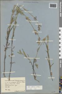 Silene sibirica (L.) Pers., Eastern Europe, Eastern region (E10) (Russia)