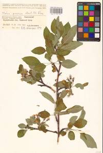 Malus sylvestris Mill., Eastern Europe, Lower Volga region (E9) (Russia)