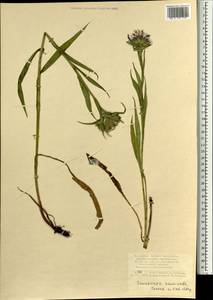 Saussurea acuminata Turcz. ex Fisch. & C. A. Mey., Mongolia (MONG) (Mongolia)