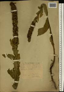 Verbascum thapsus L., Eastern Europe, Eastern region (E10) (Russia)