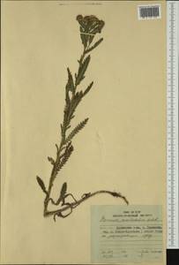Achillea alpina subsp. camtschatica (Heimerl) Kitam., Siberia, Russian Far East (S6) (Russia)