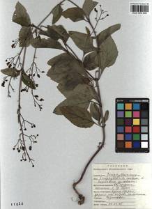 Scrophularia nodosa L., Siberia, Altai & Sayany Mountains (S2) (Russia)