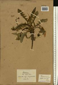 Taraxacum officinale Weber ex F. H. Wigg., Eastern Europe, Belarus (E3a) (Belarus)