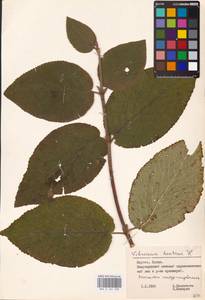 Viburnum lantana L., Eastern Europe, Lithuania (E2a) (Lithuania)