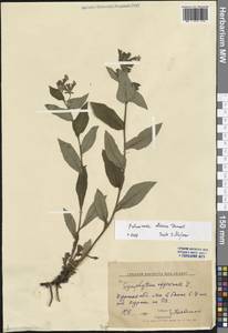 Pulmonaria obscura Dumort., Eastern Europe, Central forest-and-steppe region (E6) (Russia)