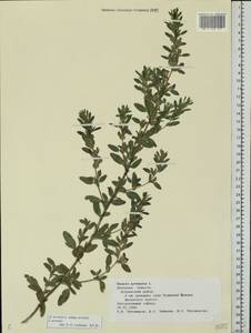 Ononis arvensis L., Eastern Europe, Central forest-and-steppe region (E6) (Russia)