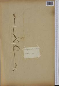 Lathyrus clymenum L., Botanic gardens and arboreta (GARD) (Russia)