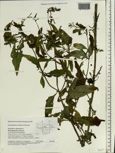 Scrophularia umbrosa Dumort., Eastern Europe, Central region (E4) (Russia)