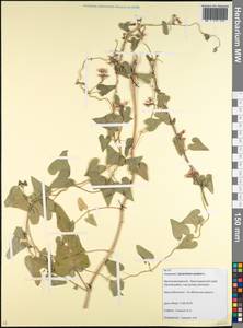 Cynanchum acutum L., Caucasus, Krasnodar Krai & Adygea (K1a) (Russia)
