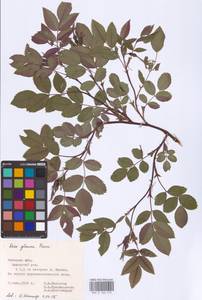 Rosa glauca Pourr., Eastern Europe, Central forest-and-steppe region (E6) (Russia)
