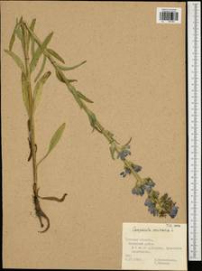 Campanula cervicaria L., Eastern Europe, Central region (E4) (Russia)