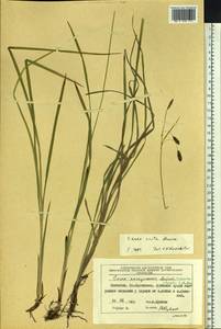 Carex scita Maxim., Siberia, Chukotka & Kamchatka (S7) (Russia)