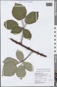Rubus procerus P. J. Müll. ex Boulay, Eastern Europe, Moscow region (E4a) (Russia)